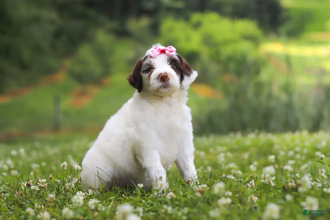 Portuguese Water Dog dogs for sale: Rosie - Ad 2