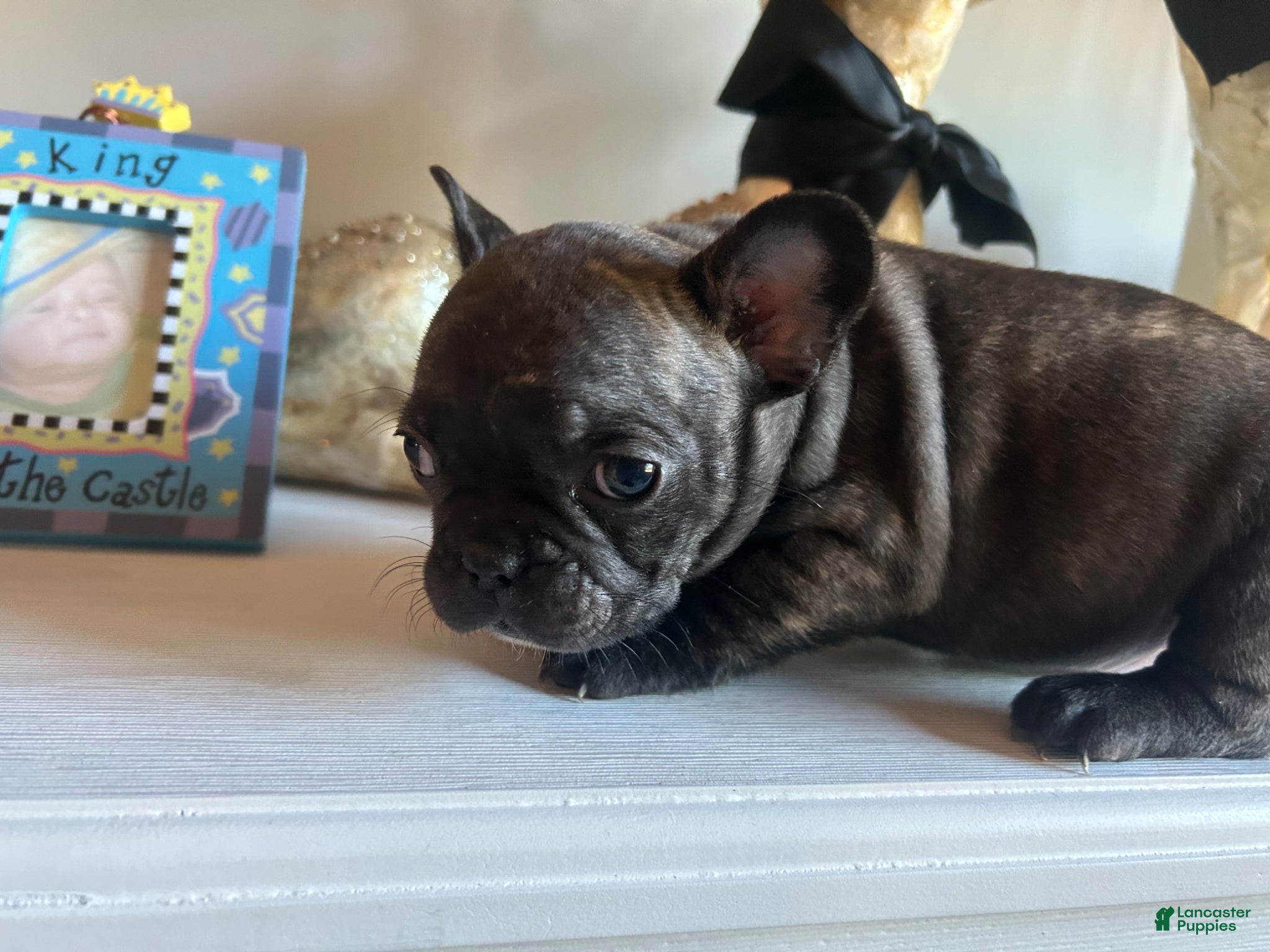French Bulldog dogs French Bulldog Puppy 3 - Ad 37