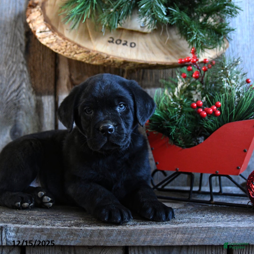 Labrador Retriever dogs for sale: Rudey - Ad 5
