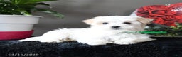 Maltese dogs for sale: Flurry - Ad 2