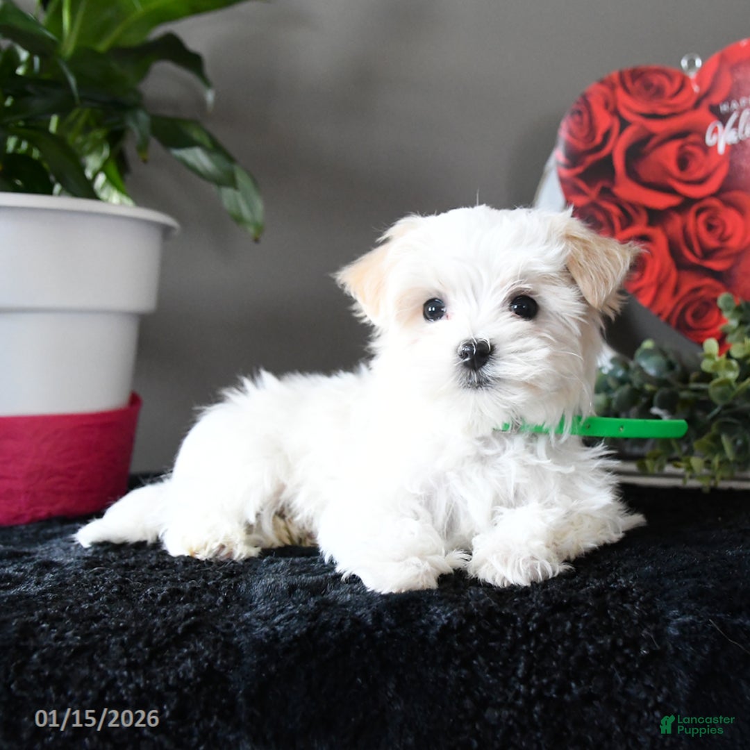 Maltese dogs for sale: Flurry - Ad 2