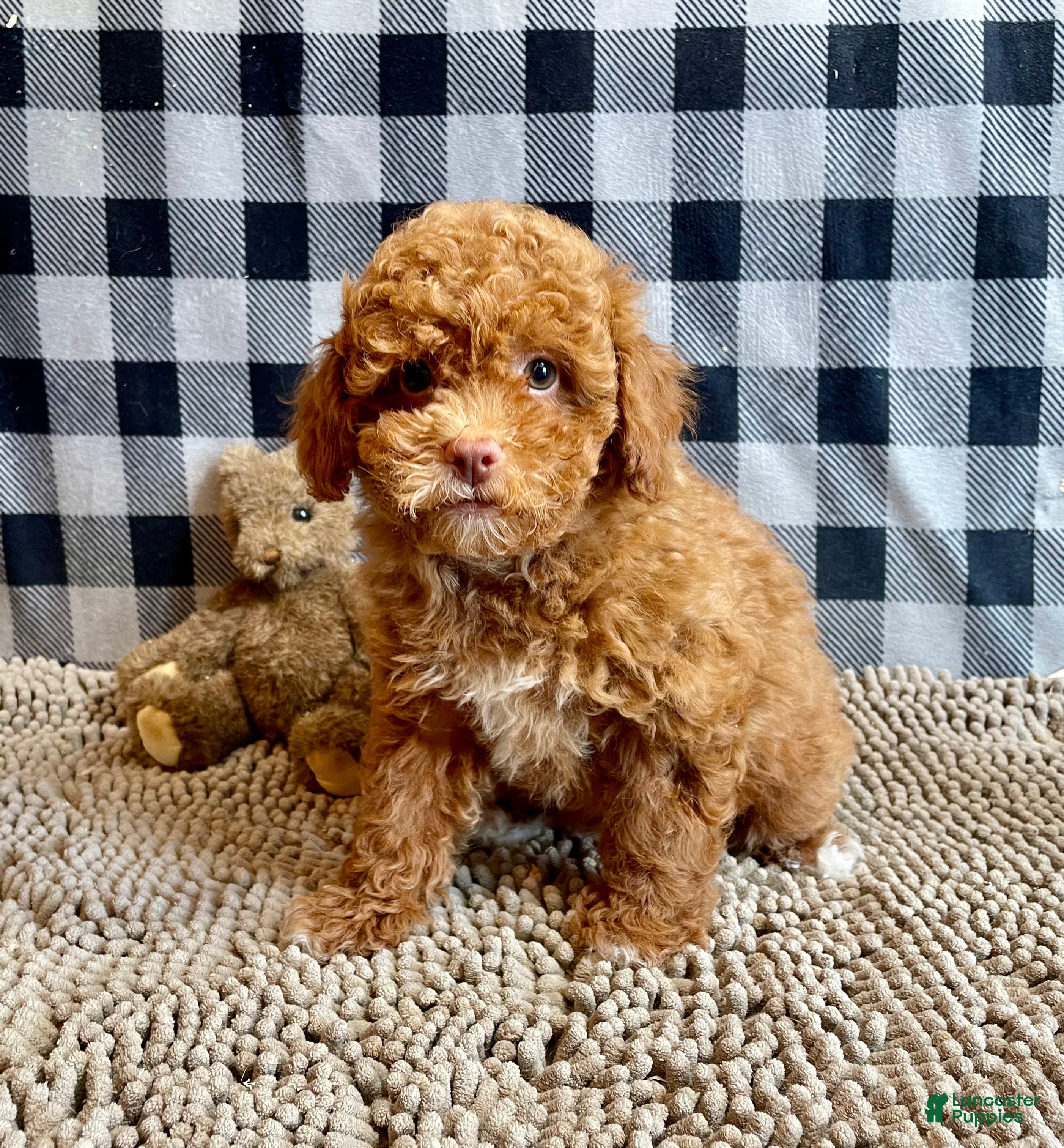 Miniature Poodle dogs Ned - Ad 2