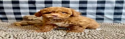 Miniature Poodle dogs for sale: Ned - Ad 2