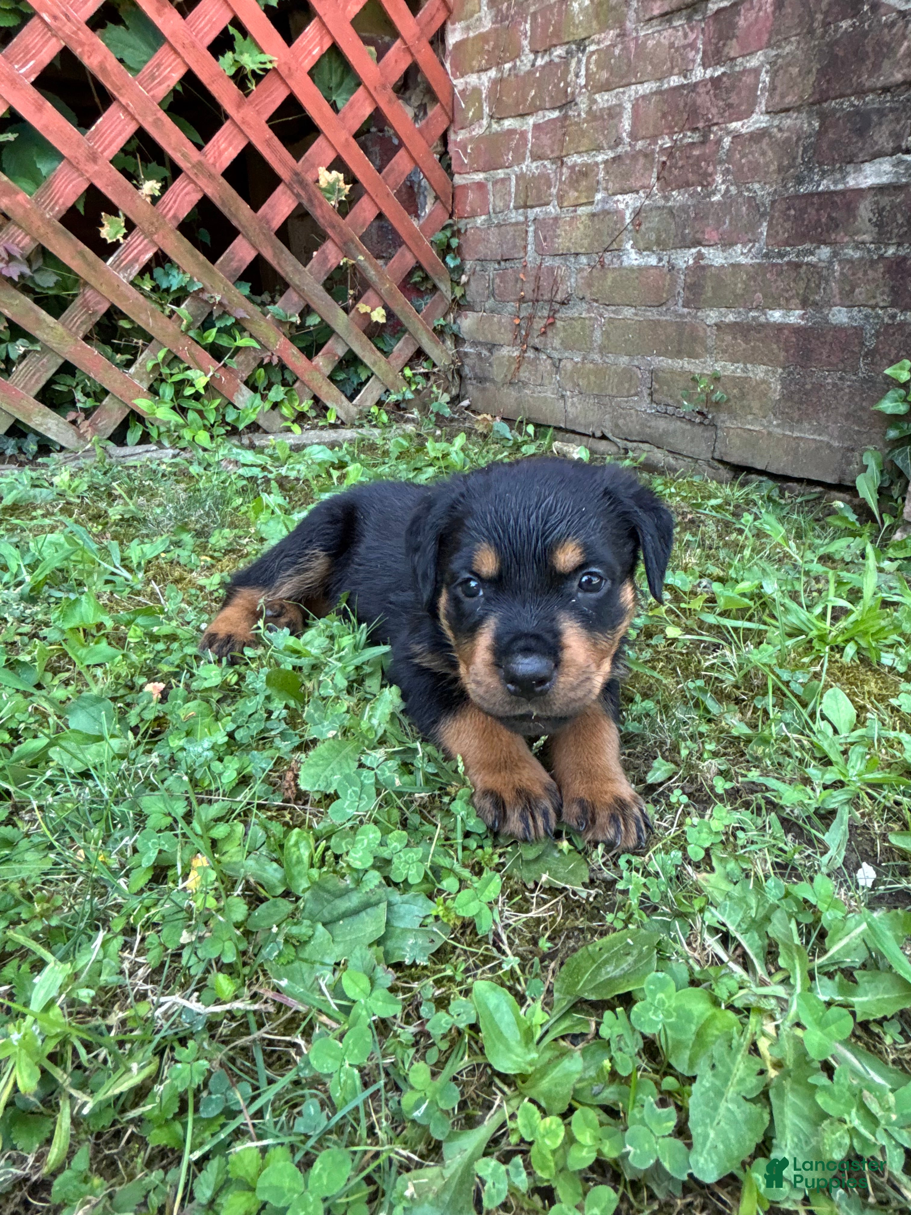 Rottweiler dogs Rottweiler 3 - Ad 8