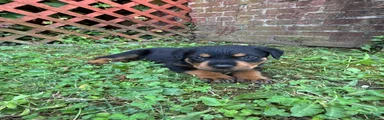 Rottweiler 3