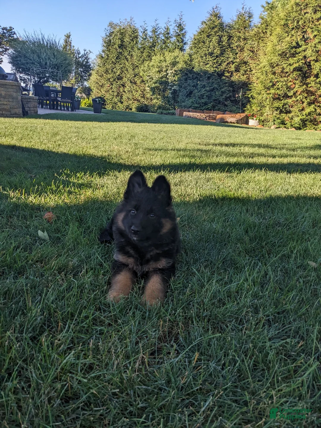 German Shepherd dogs for sale: German Shepherd 1 - Ad 2