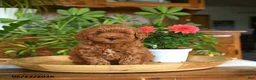 Mini Goldendoodle dogs for sale: Alice - Ad 5