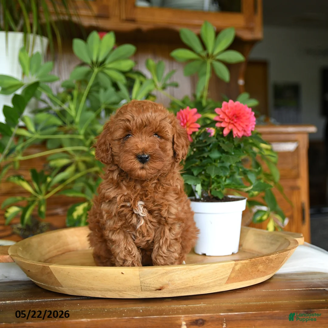 Mini Goldendoodle dogs for sale: Alice - Ad 5