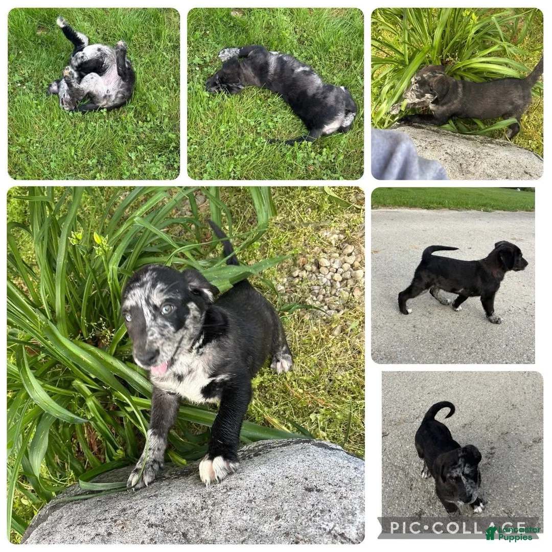 Mixed Breed dogs for sale: Mixed Breed 1 - Ad 2