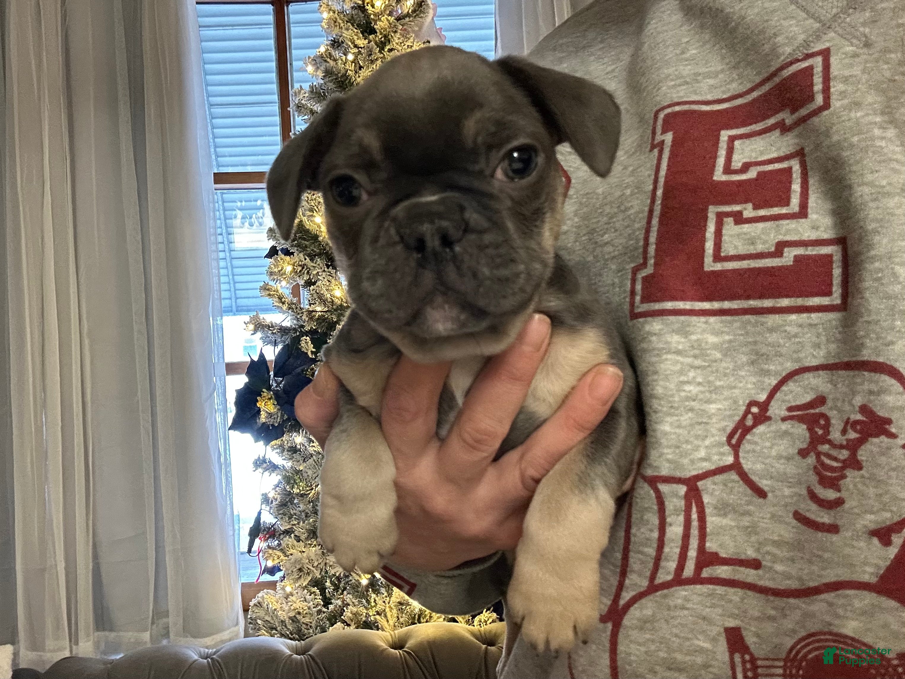 French Bulldog dogs Boss - Ad 21