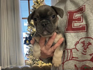 French Bulldog dogs Boss - Ad 8