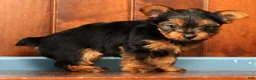 Yorkshire Terrier dogs for sale: Talia - Ad 9