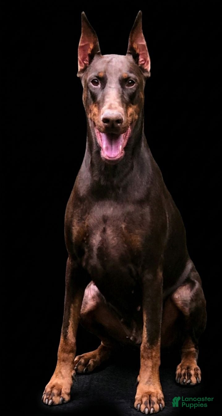 Doberman Pinscher dogs Max - Ad 2