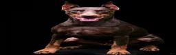 Doberman Pinscher dogs for sale: Olive - Ad 2
