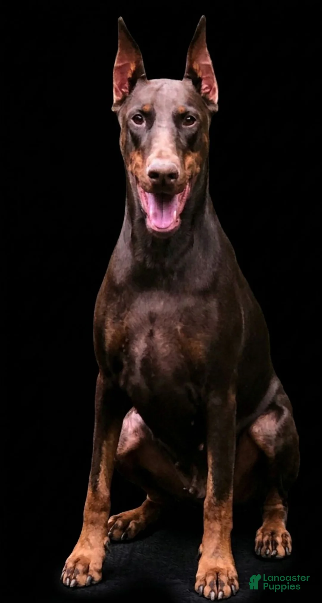 Doberman Pinscher dogs for sale: Olive - Ad 2