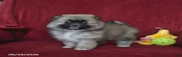 Pomeranian dogs for sale: Teddy - Ad 3