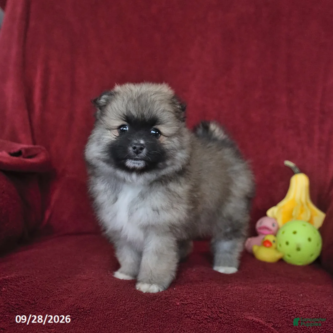 Pomeranian dogs for sale: Teddy - Ad 3