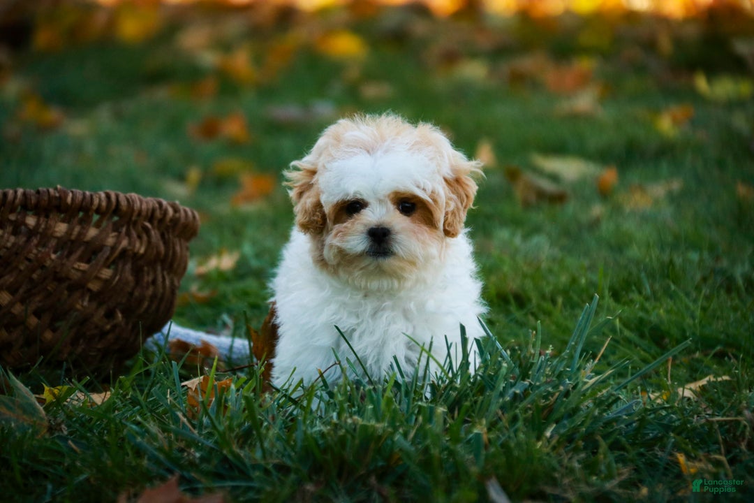 Shihpoo dogs for sale: Fargo - Ad 9