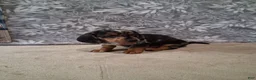 Miniature Dachshund dogs for sale: Coco - Ad 3