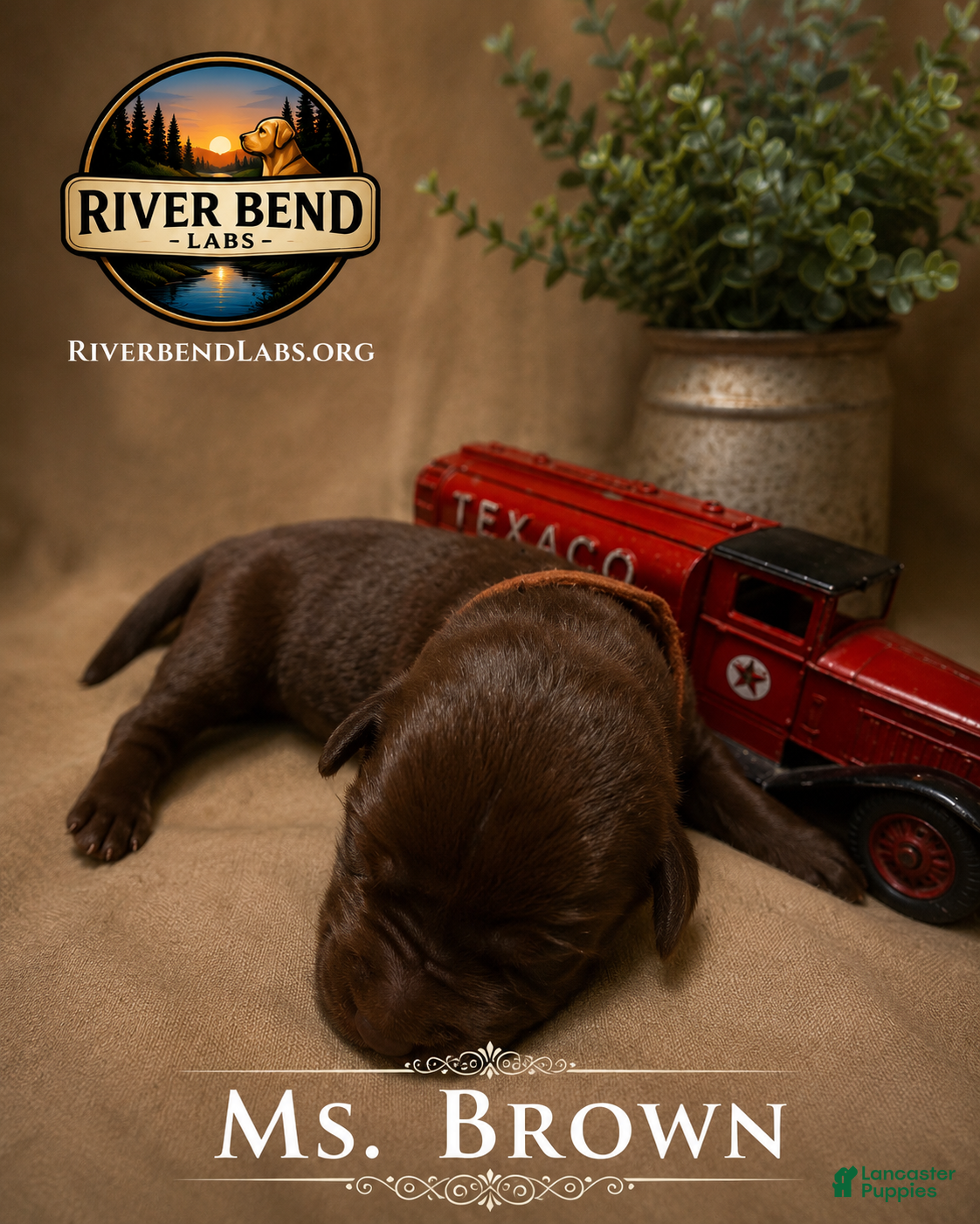 Labrador Retriever dogs Ms. Brown - Ad 1