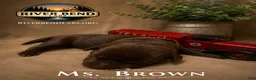 Labrador Retriever dogs for sale: Ms. Brown - Ad 1
