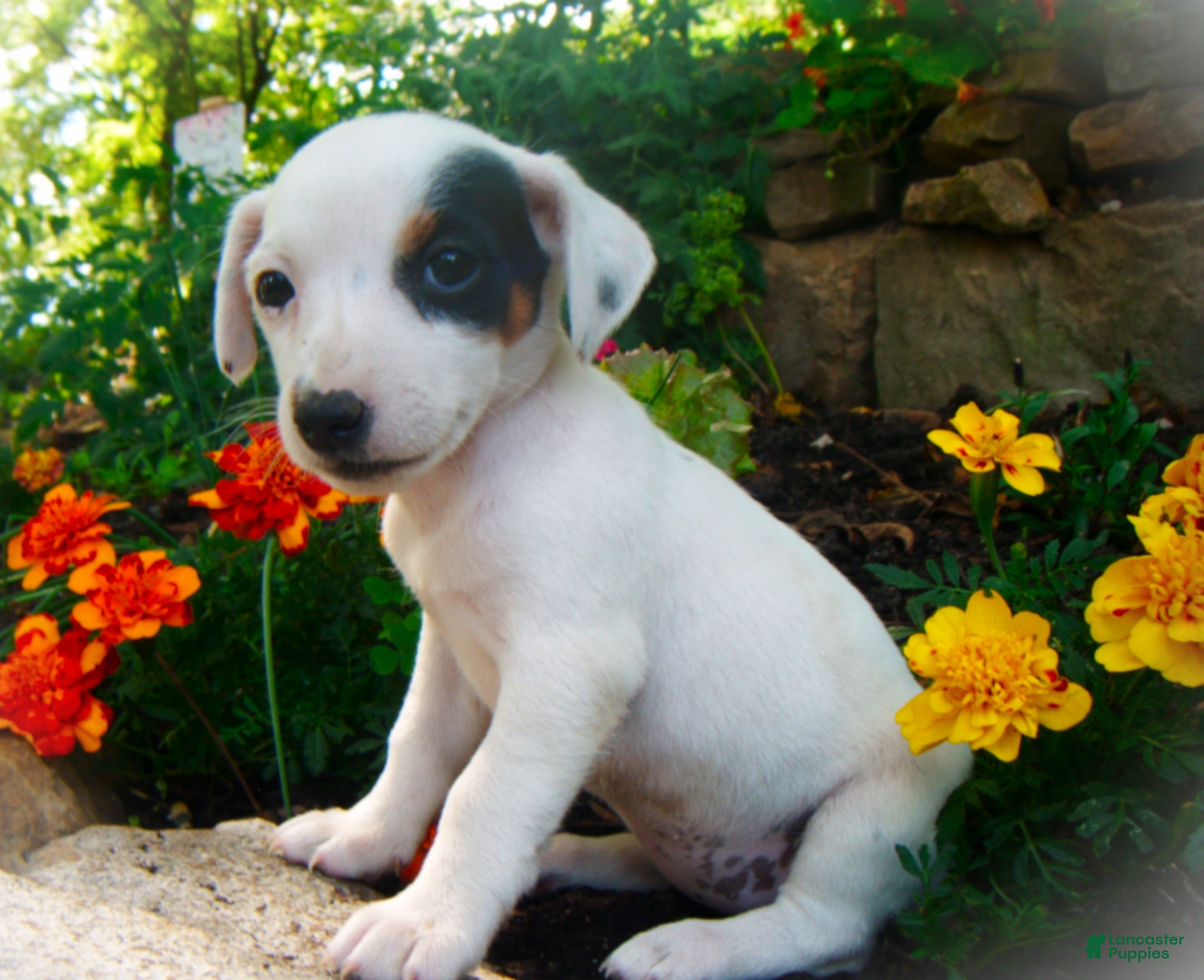 Jack Russell Terrier dogs Cammie - Ad 6