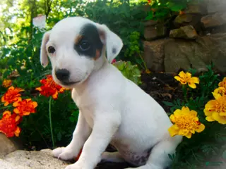 Jack Russell Terrier dogs Cammie - Ad 32