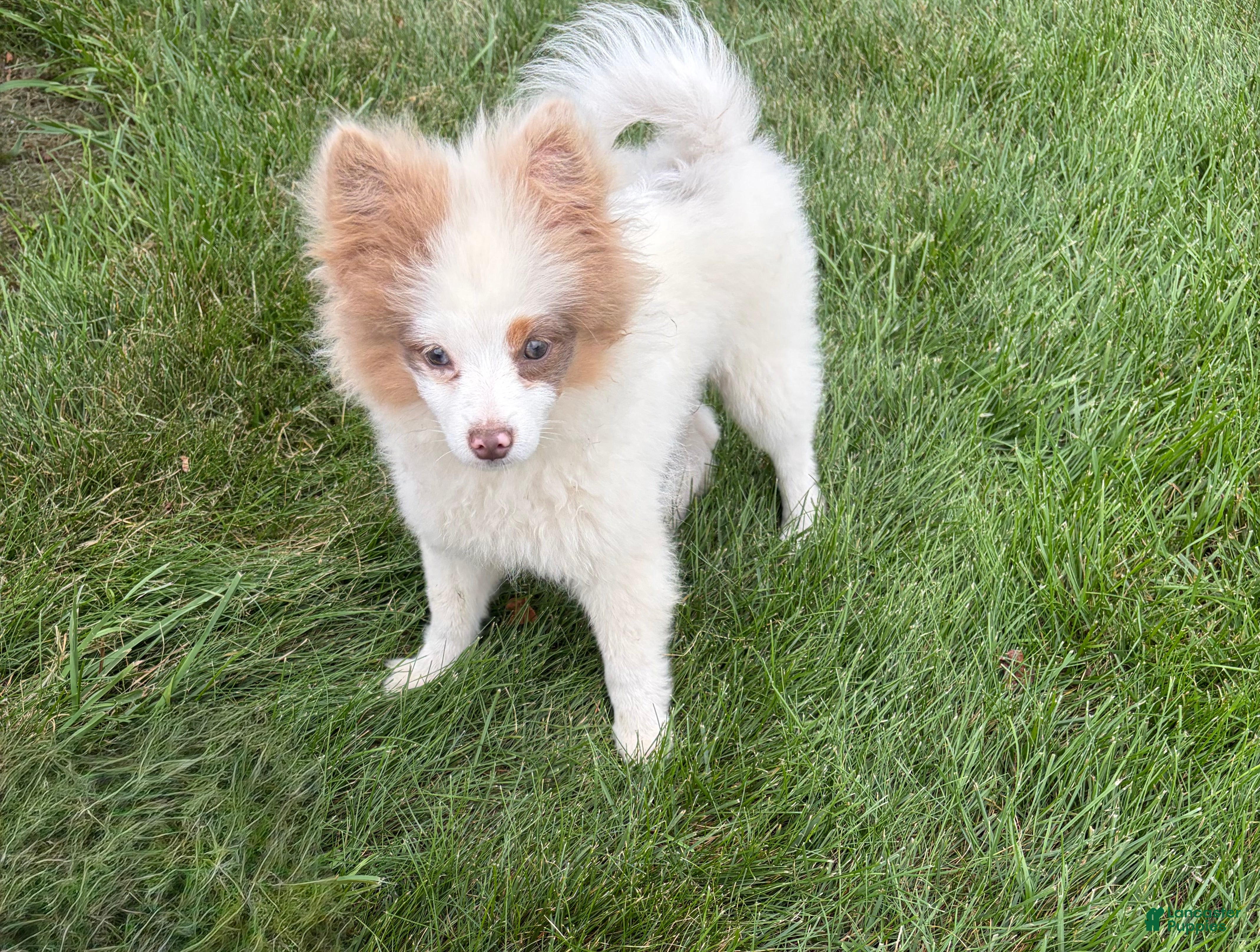 Pomeranian dogs Oliver - Ad 2