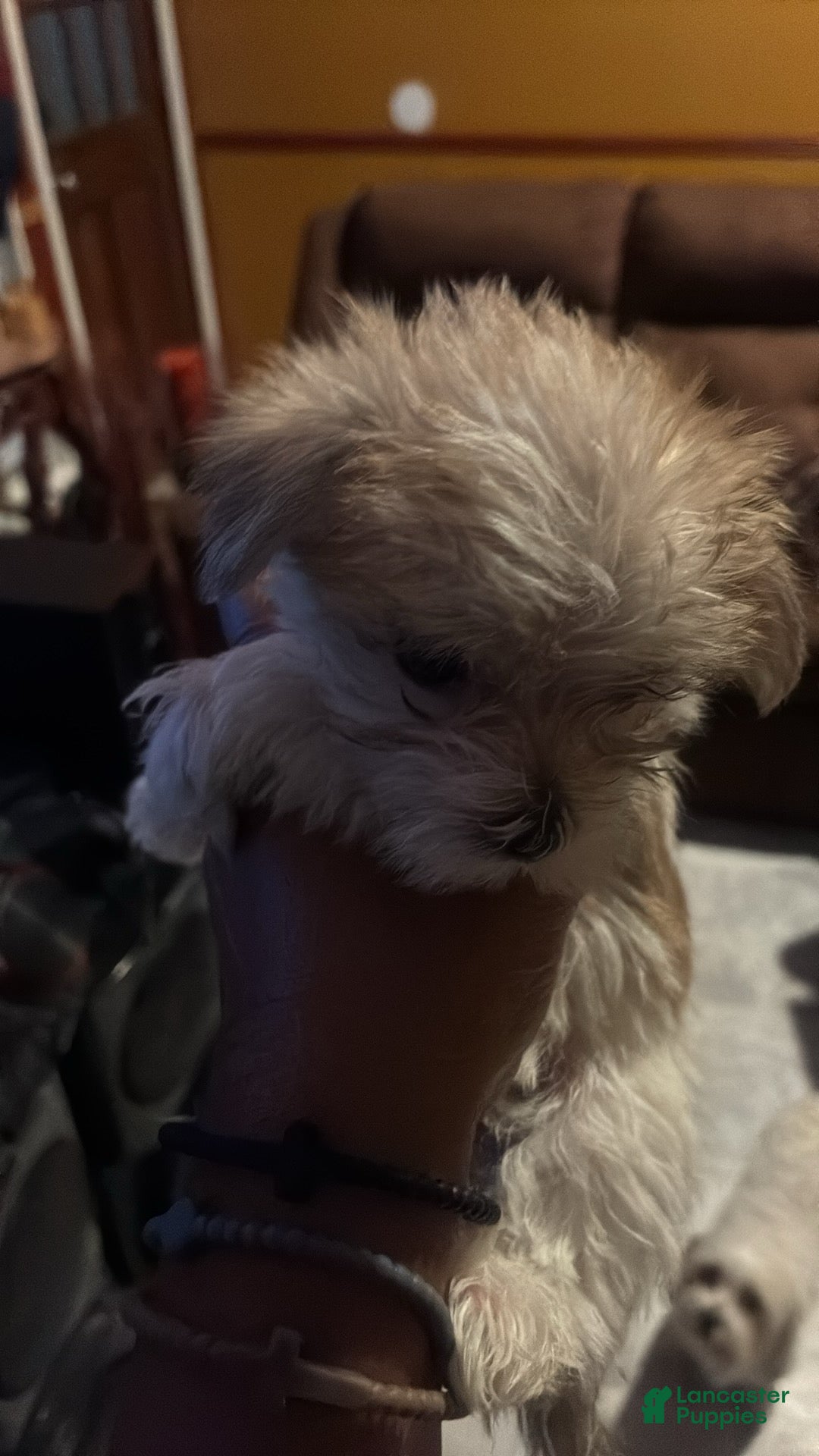 Morkie dogs Morkie 3 - Ad 40