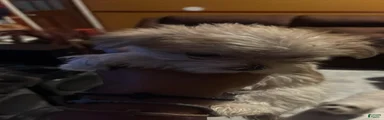 Morkie 3