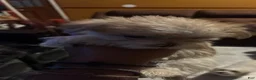 Morkie dogs for sale: Morkie 3 - Ad 1