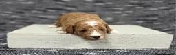 Miniature Poodle dogs for sale: Cooper - Ad 6