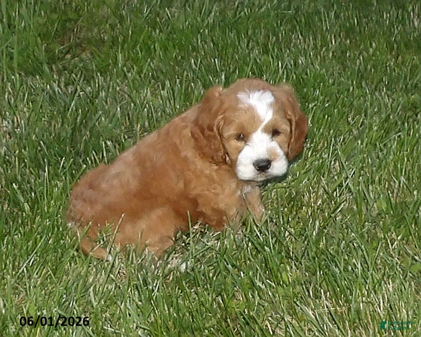Cockapoo dogs for sale: Poppy - Ad 1
