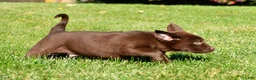 Labrador Retriever dogs for sale: Shawn - Ad 8