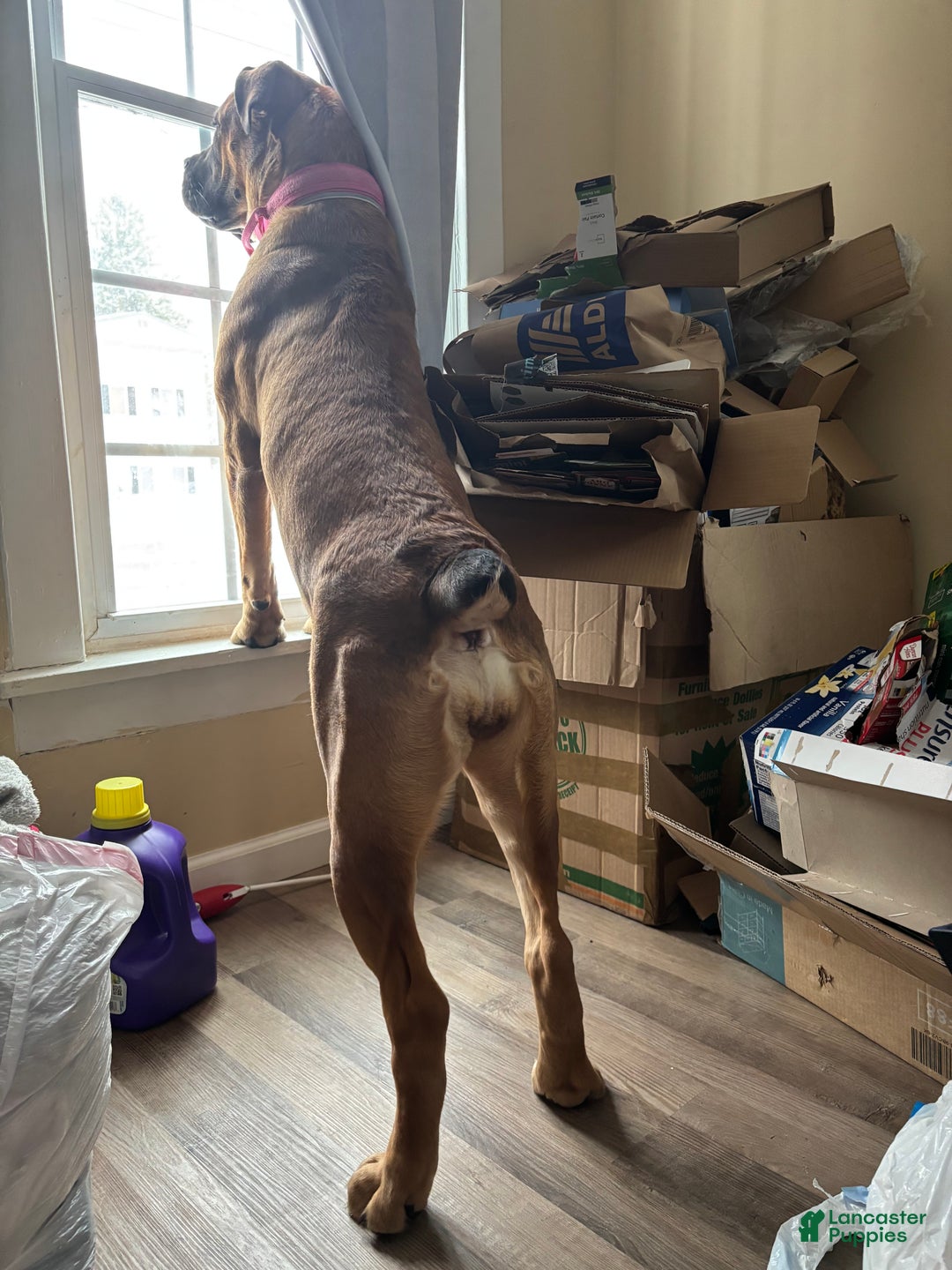 South African Boerboels dogs for sale: Boerboel female - Ad 1