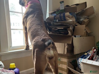 South African Boerboels dogs Boerboel female - Ad 5