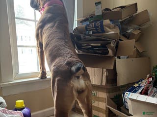 South African Boerboels dogs Boerboel female - Ad 3