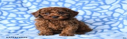 Mini Goldendoodle dogs for sale: Cocoa - Ad 4