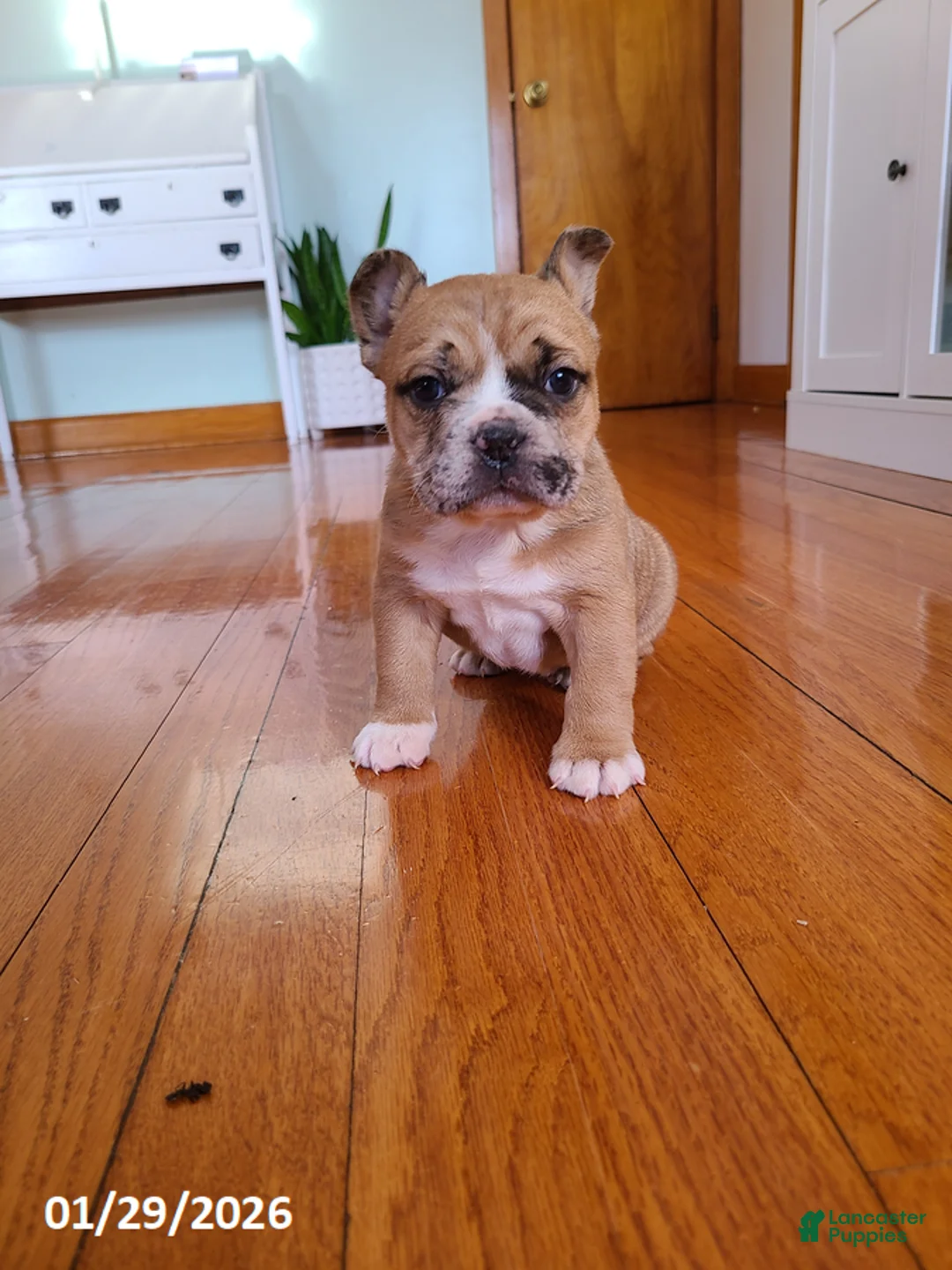 Mixed Breed dogs for sale: Milo - Ad 9