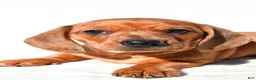 Dachshund dogs for sale: Tyler  - Ad 5