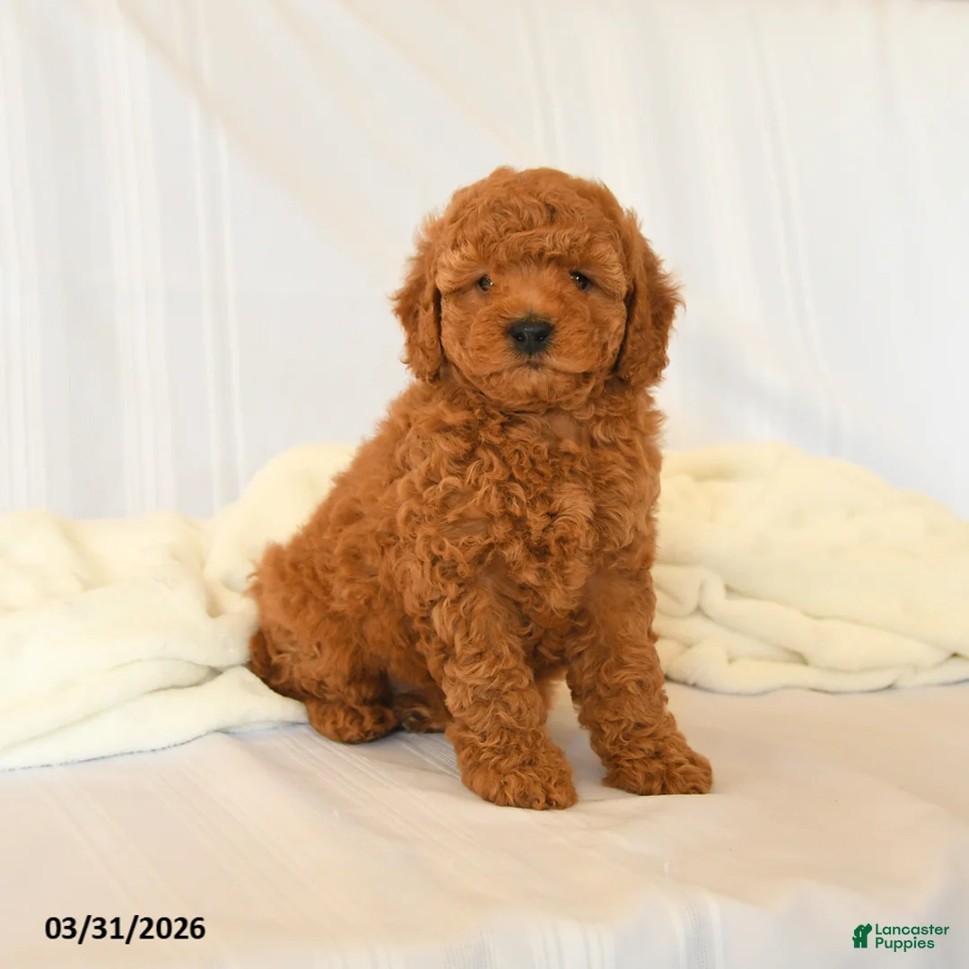 Miniature Poodle dogs for sale: Flash - Ad 3
