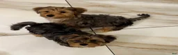 Morkie dogs for sale: Polo - Ad 6