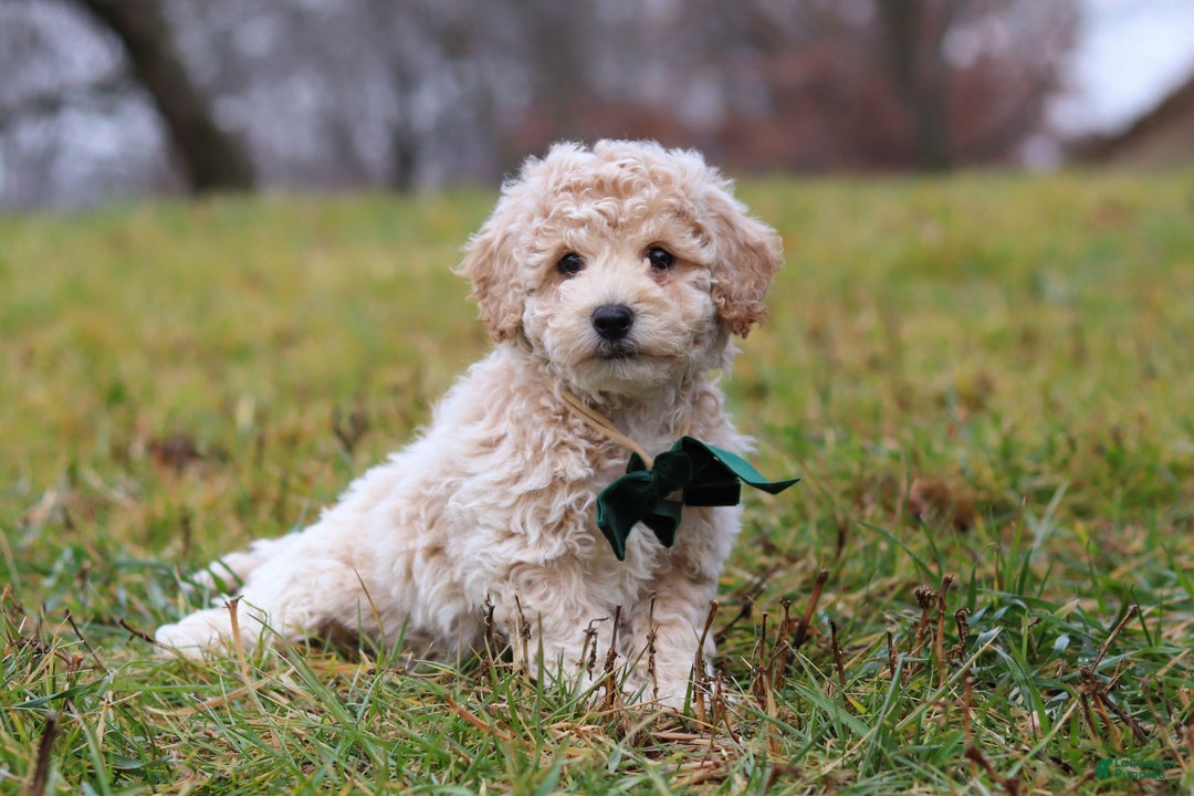 Bichpoo dogs for sale: Lucky - Ad 3