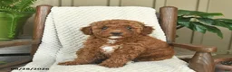 Mini Goldendoodle dogs for sale: Coral  - Ad 2