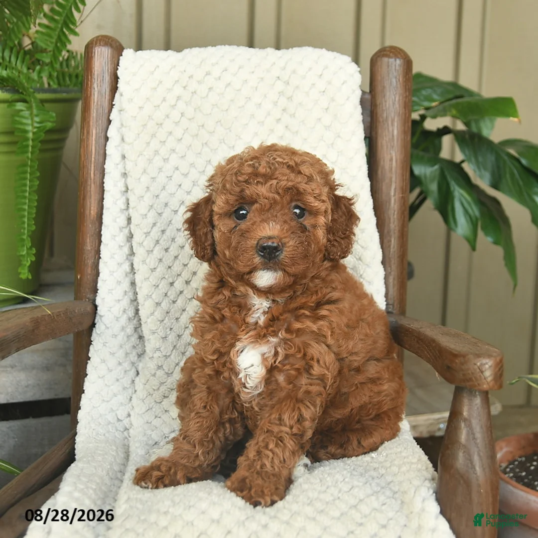 Mini Goldendoodle dogs for sale: Coral  - Ad 2