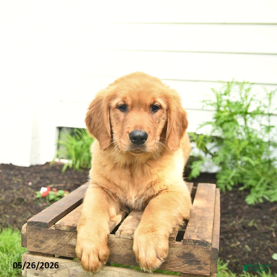 Golden Retriever dogs Cali  - Ad 2