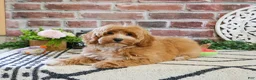 Cavapoo dogs for sale: Latte - Ad 3