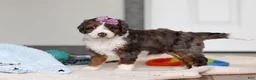 Mini Bernedoodle dogs for sale: Danica - Ad 3