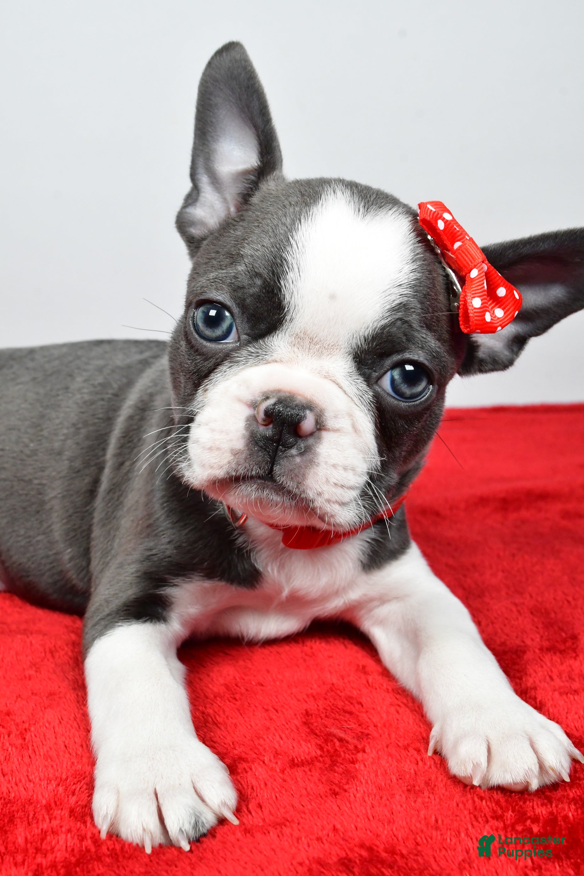 Mixed Breed dogs Logan - Ad 1