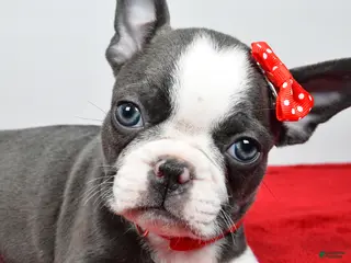Mixed Breed dogs for sale: Logan - Ad 1